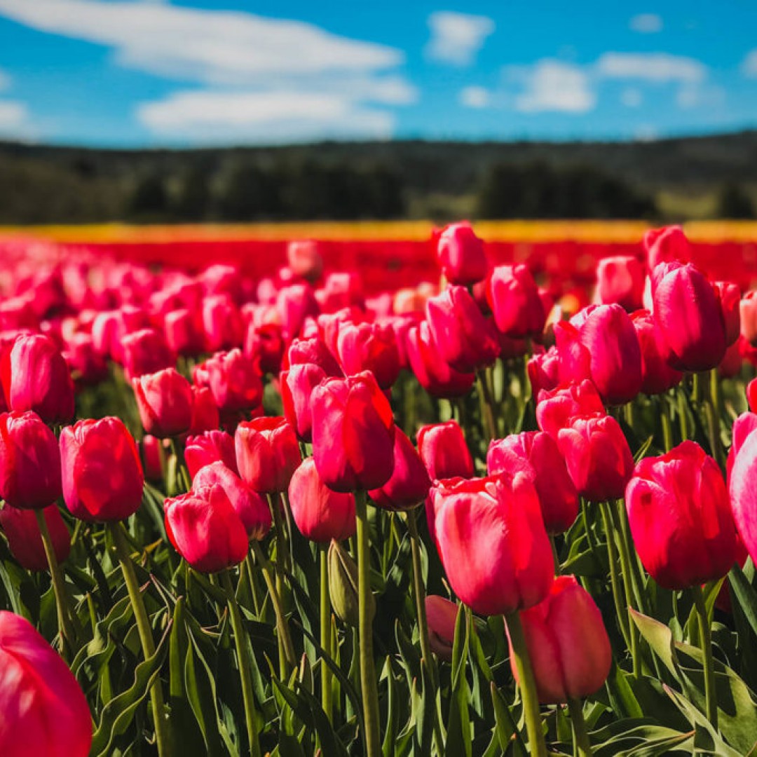 esquel-con-campo-de-tulipanes-1-lugar-pasajera-mujer-a-compartir-