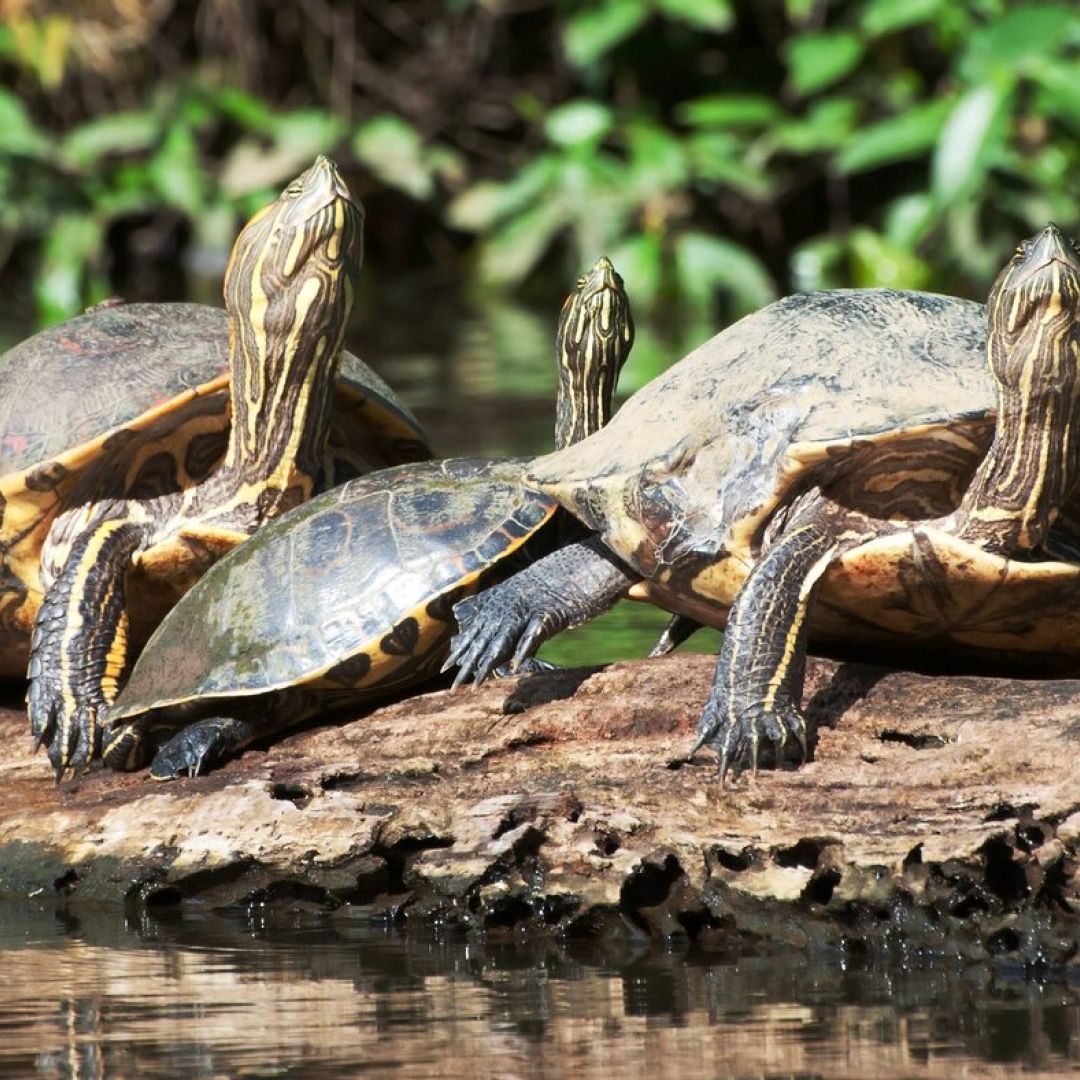 tesoros-naturales-de-costa-rica-90